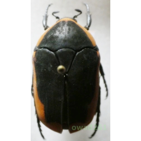 Pachnoda marginata marginata (Drury, 1773) +25mm Ivory Coast